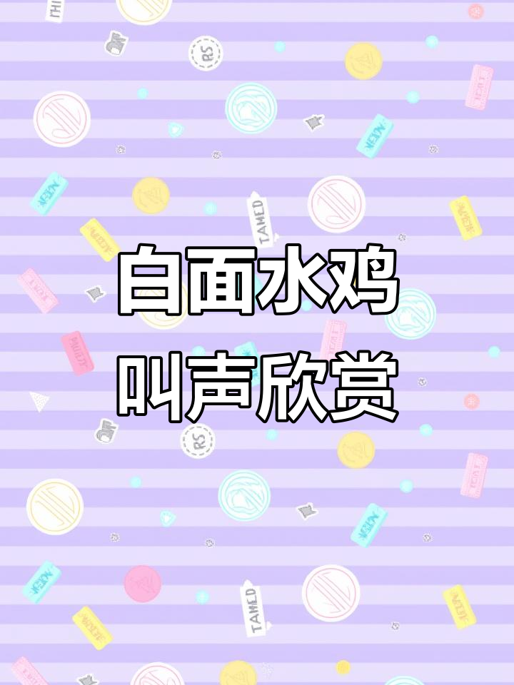 2024白面水鸡叫声大赏，聆听自然之声