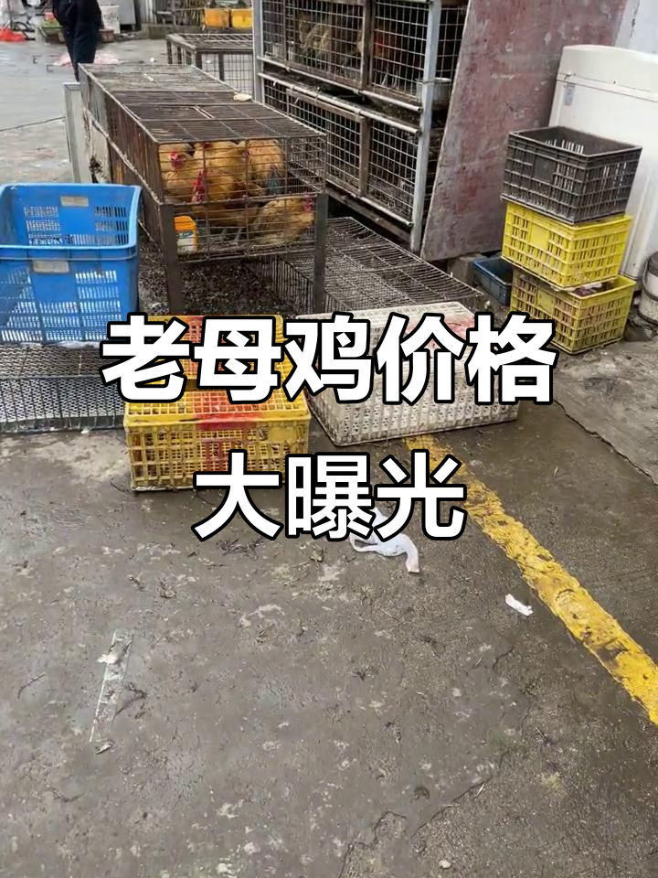 沪江老母鸡价格揭秘,二十五一斤真能买到好货?