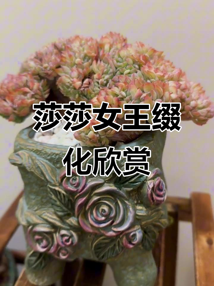 莎莎女王缀化:独特多肉形态展示