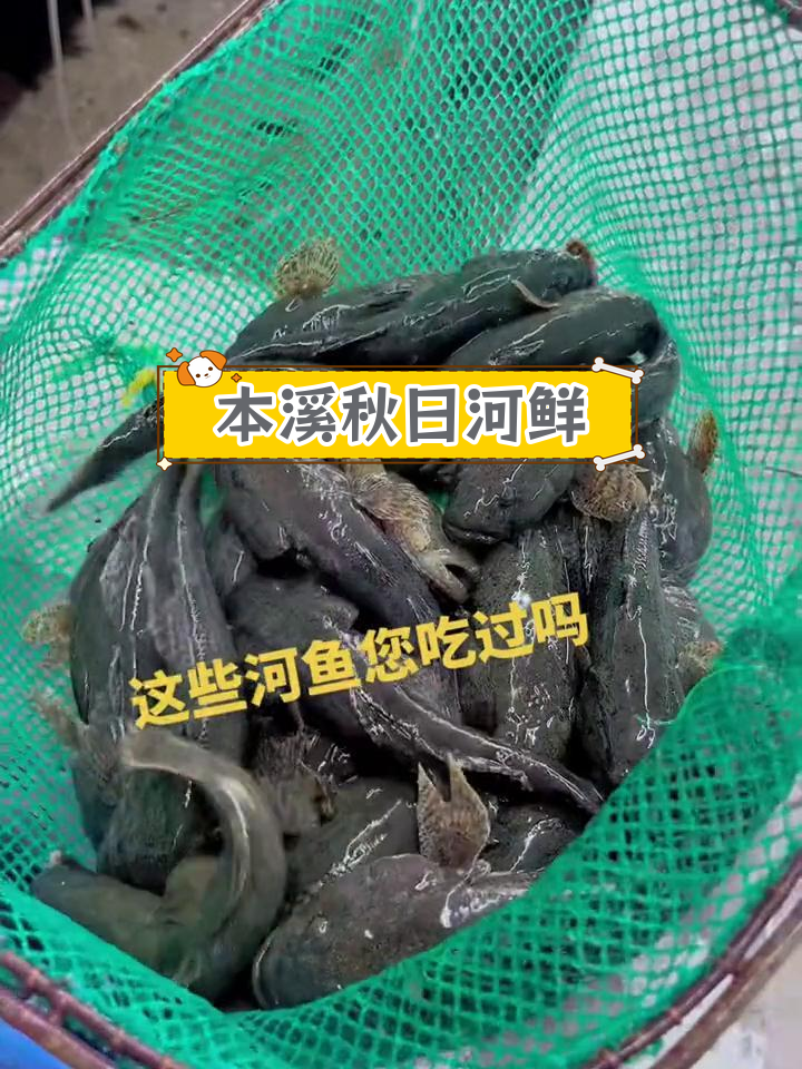 秋季河鲜大丰收,柳根鱼与花泥鳅的美味做法