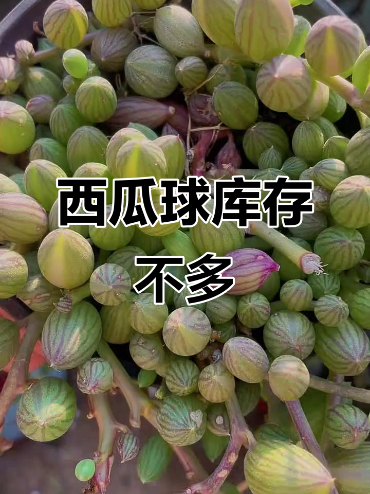 西瓜球库存告急,手快有!
