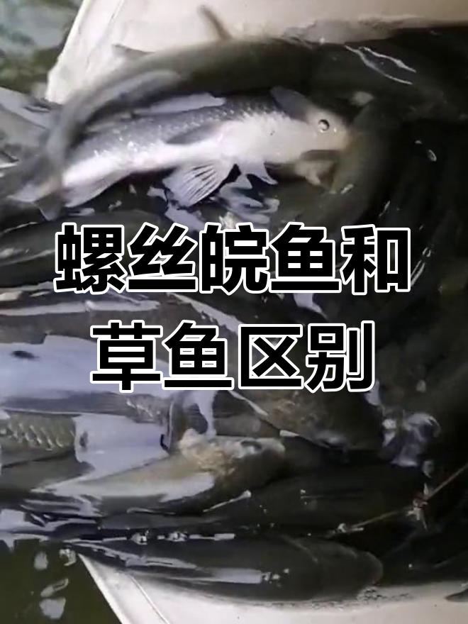 螺丝皖鱼与草鱼的差异解析