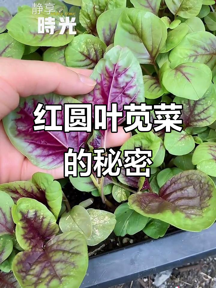 阳台小菜园，红圆叶苋菜轻松种植！