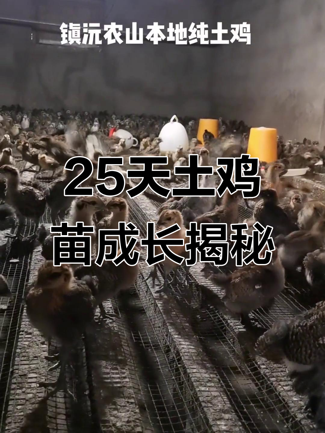 近距离观察25天土鸡苗,生态散养下的成长过程