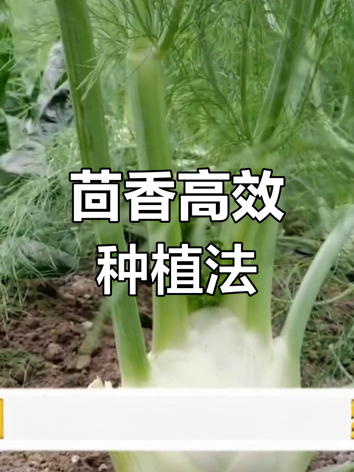 茴香种植技巧:从播种到采收的全程管理