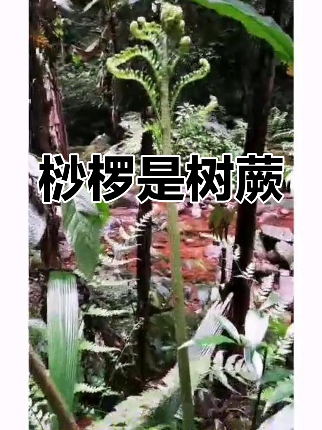 桫椤:蕨菜之王,能吃还能做工艺品