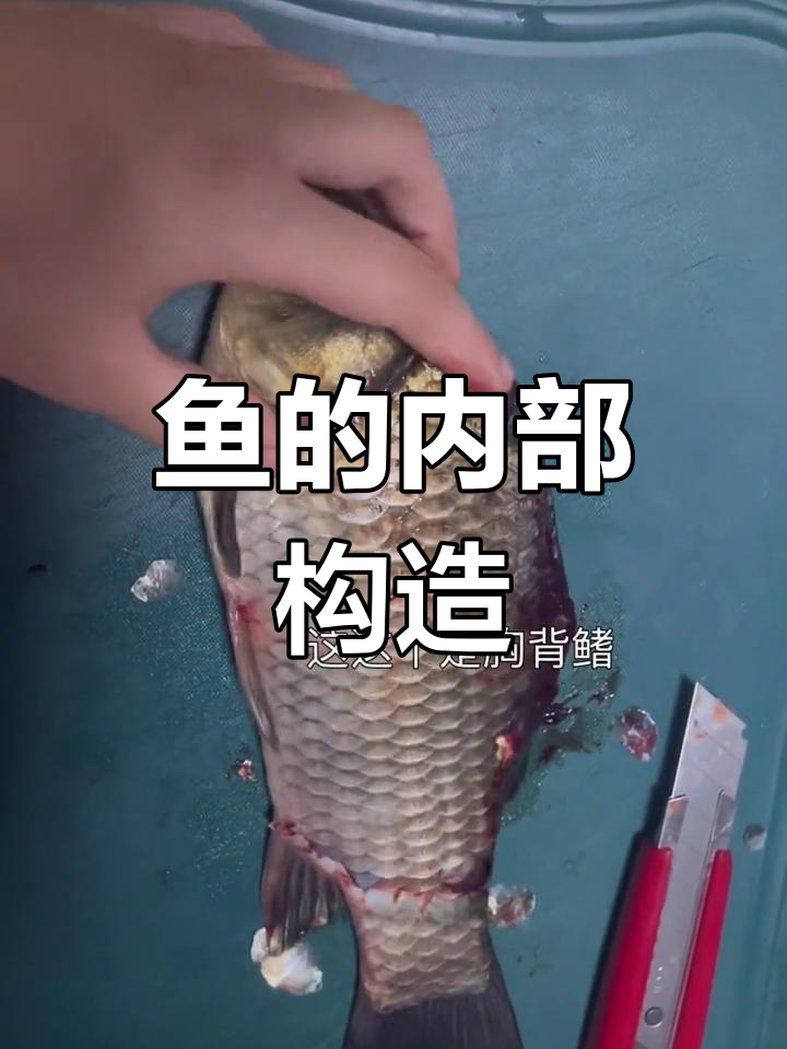 鱼体解剖结构详解