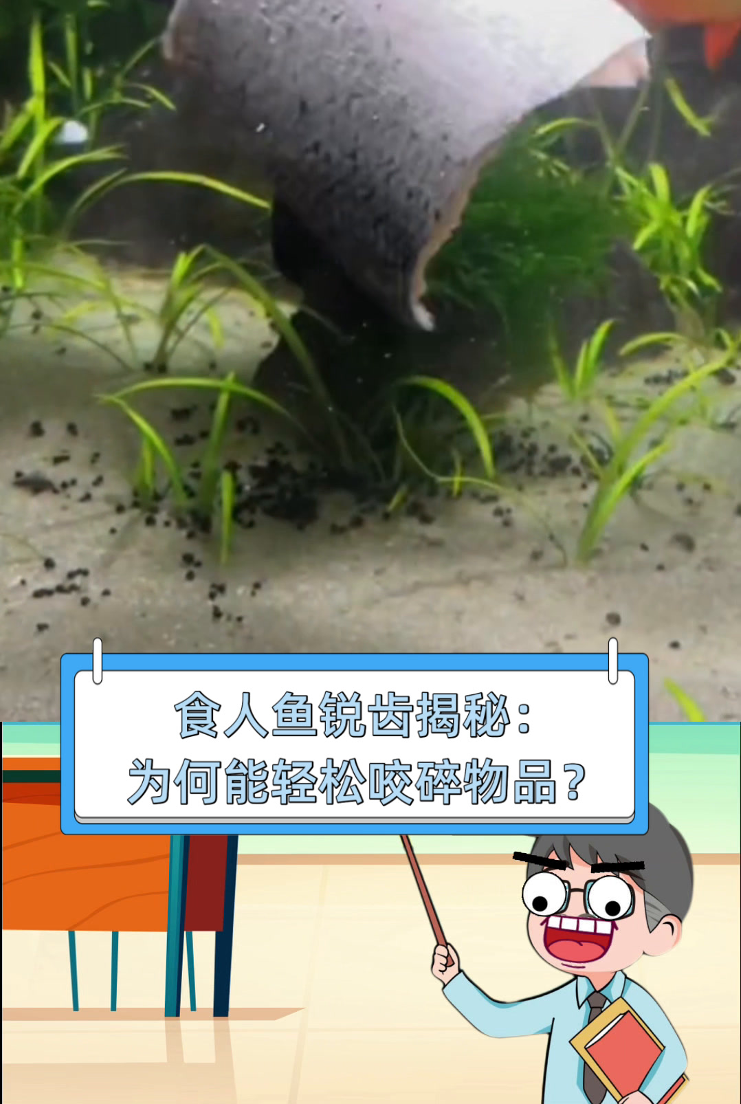 食人鱼锐齿揭秘:为何能轻松咬碎物品?