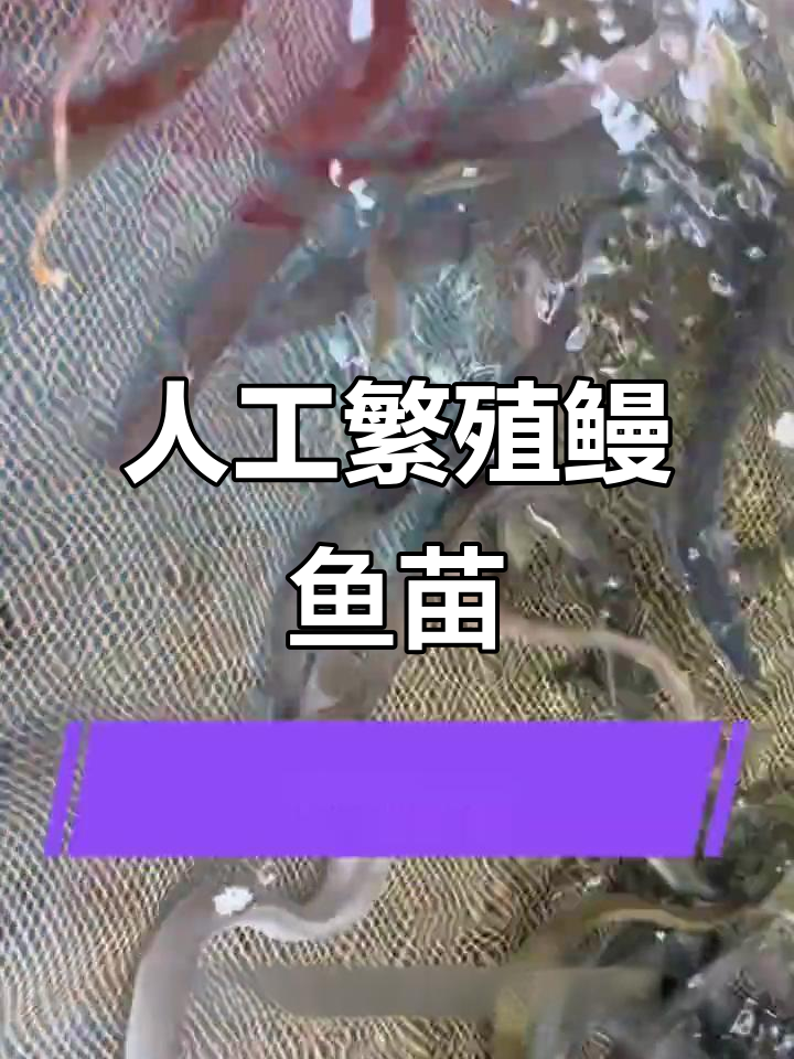 人工养殖鳗鱼苗,从两三厘米到半斤只需两个月