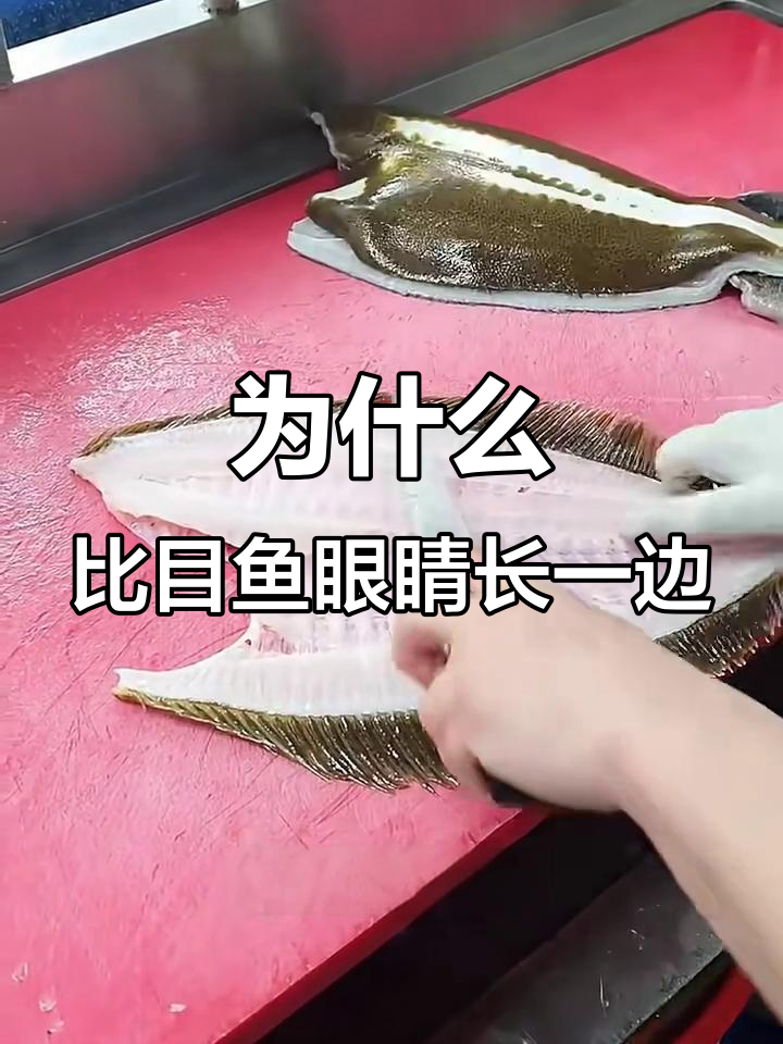比目鱼的眼睛为何长在一起?揭秘独特生长过程