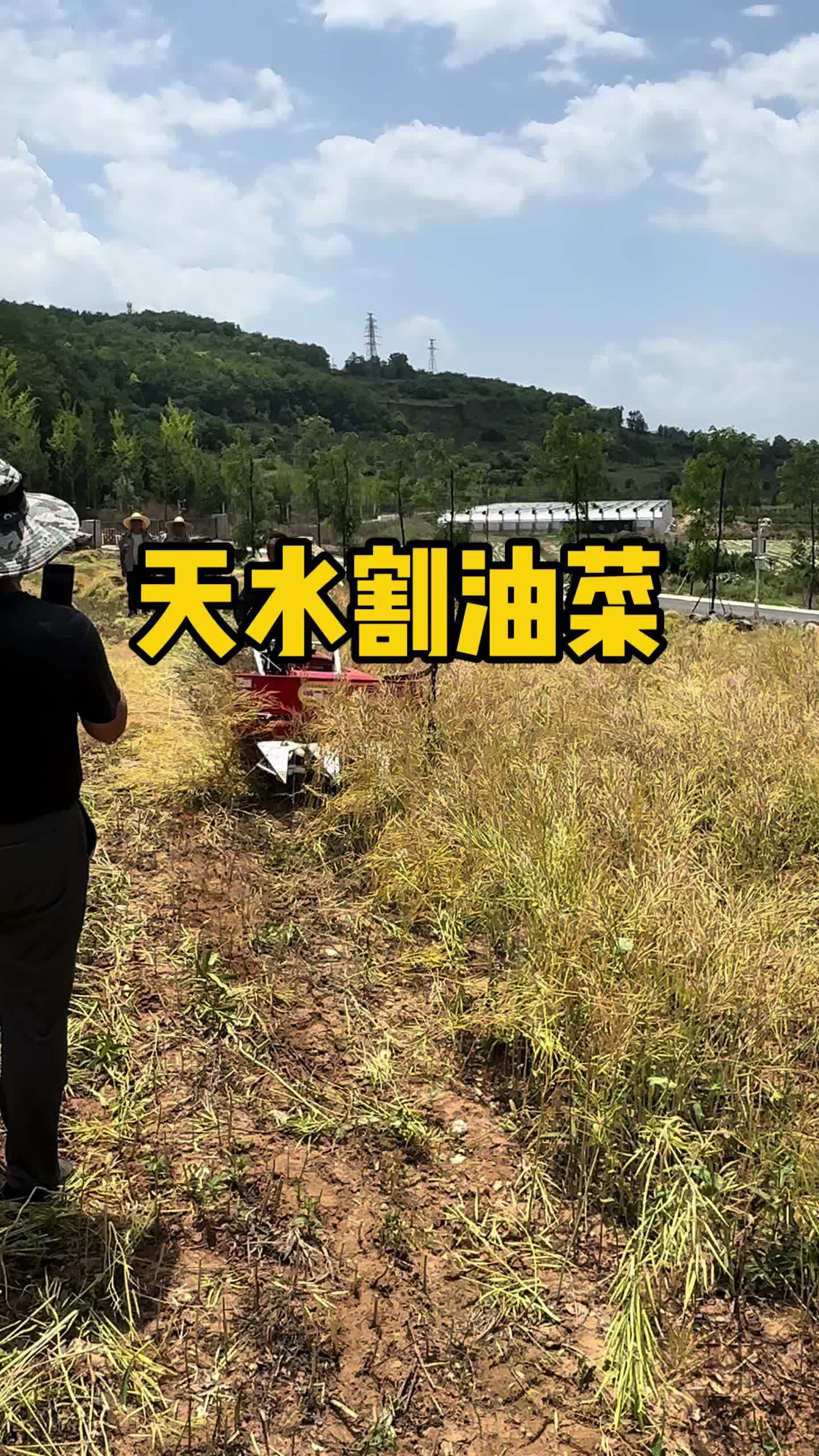 割油菜的季节到了 油菜割晒机 家用农机 割油菜籽 抖音助农