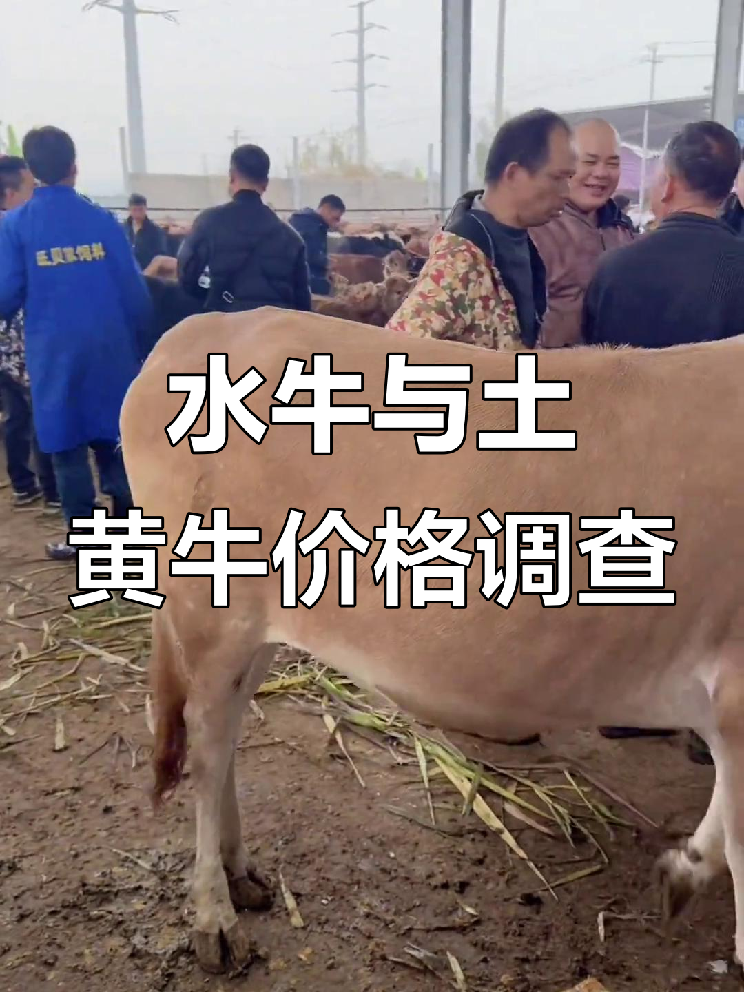 随机询问水牛、土黄牛价格，市场行情大揭秘