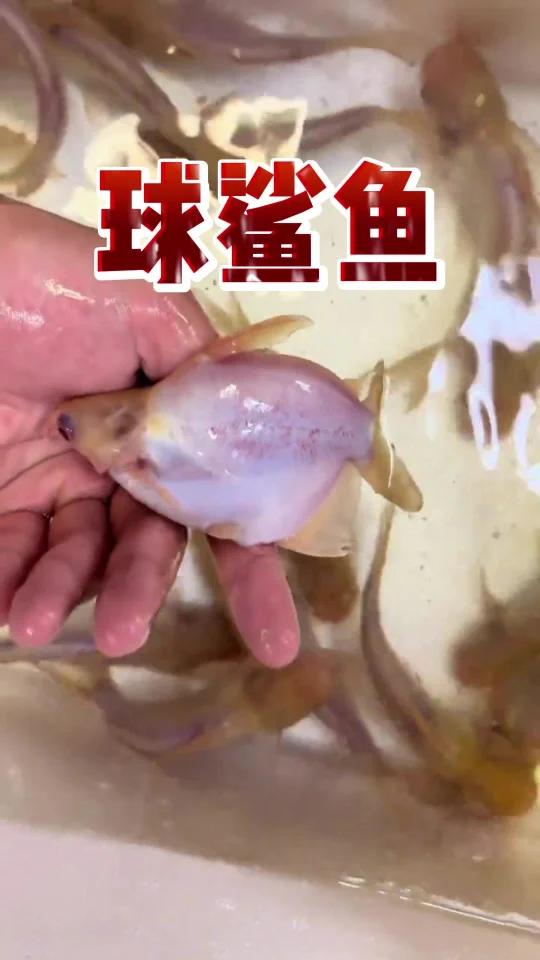 球鲨鱼
