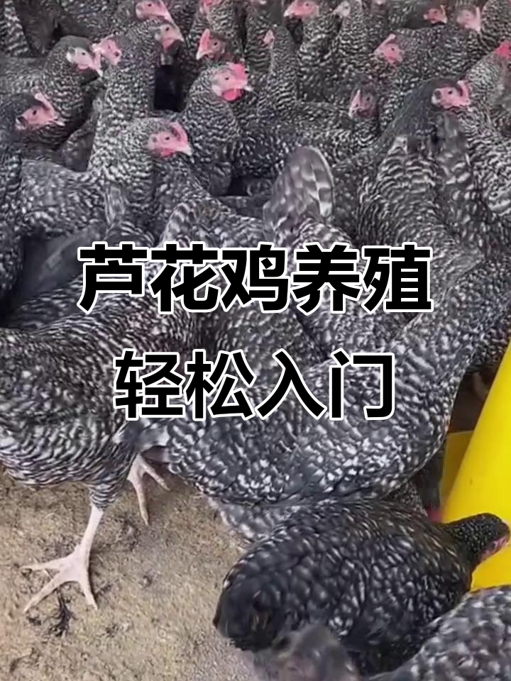 汶上芦花鸡,剩菜剩饭就能养大,下绿壳蛋超值