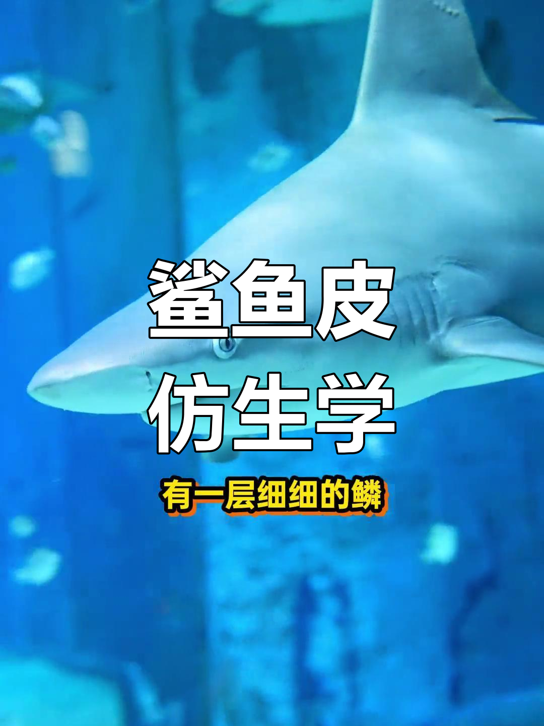 鲨鱼皮肤鳞片的奥秘与应用