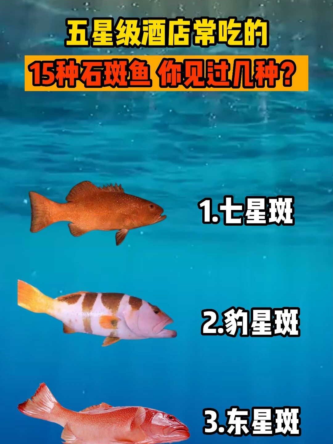 这几种石斑鱼 你认识哪几种?
