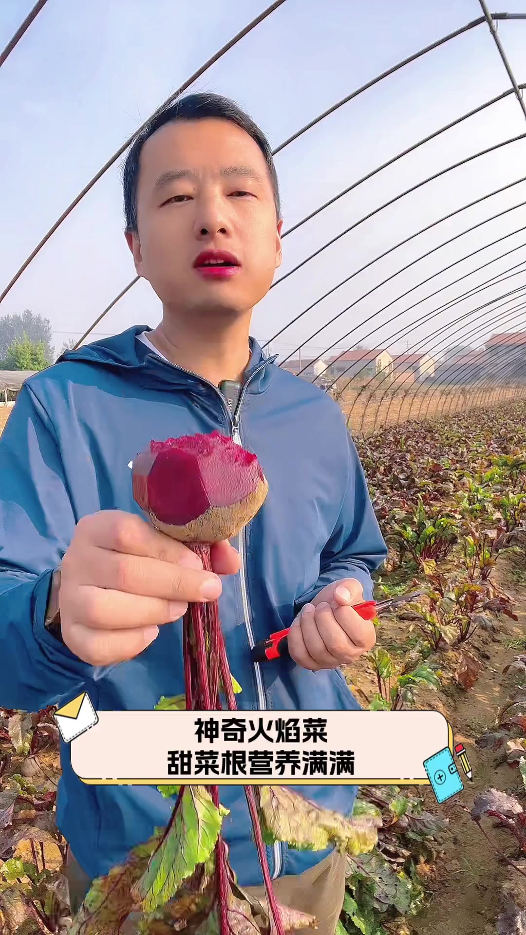 神奇火焰菜,甜菜根营养满满