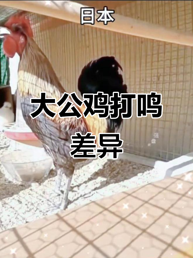 各国大公鸡打鸣声大比拼,竟然有这么多种!