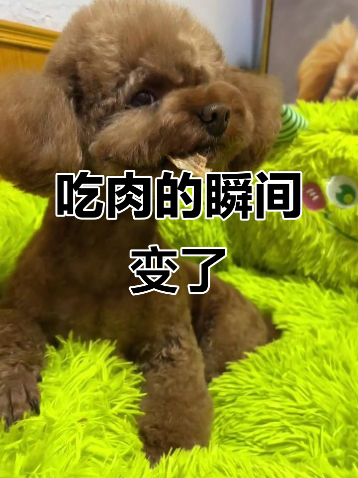 撒娇要吃肉,吃到嘴就变脸,萌宠两副面孔太可爱