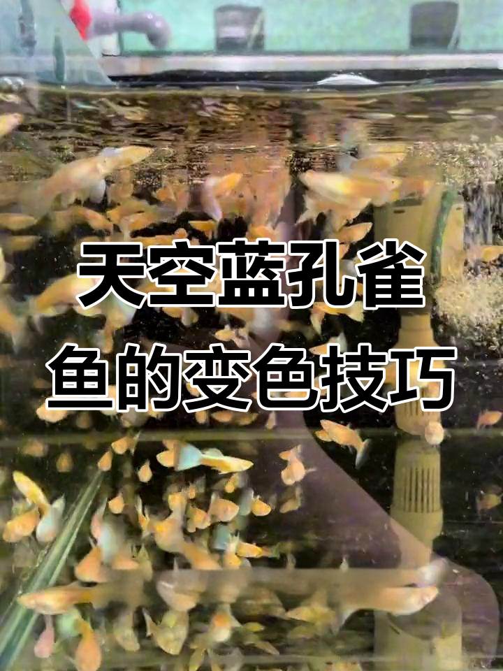 天空蓝孔雀鱼变魔术,灯光与背景的完美配合
