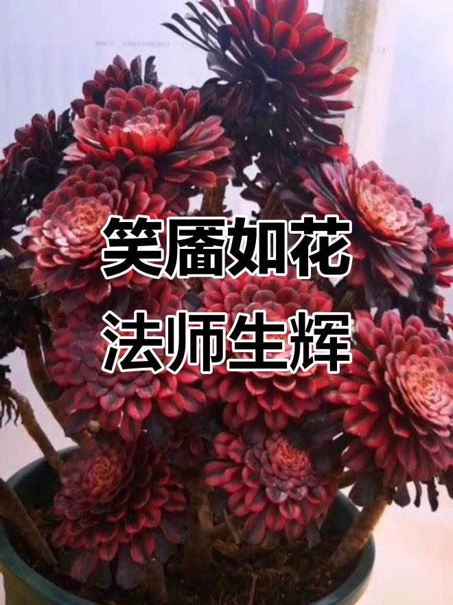 红颜一笑,黄金万两!法师多肉魅力尽显