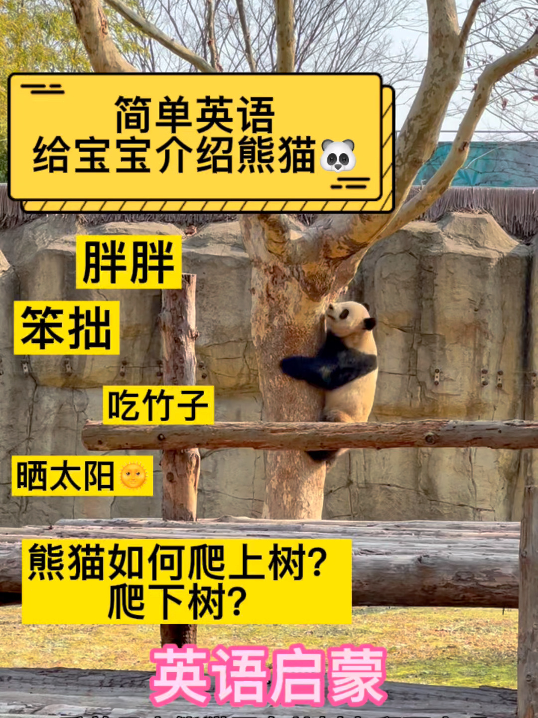 英语启蒙|简单英语给宝宝介绍大熊猫