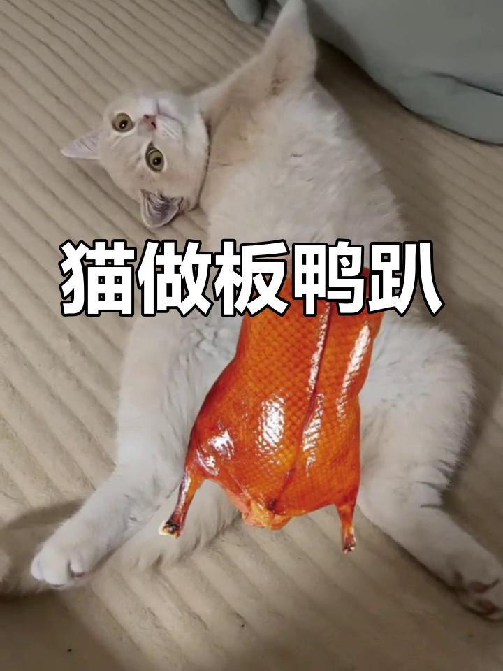 猫咪的板鸭趴姿势,懒散又可爱