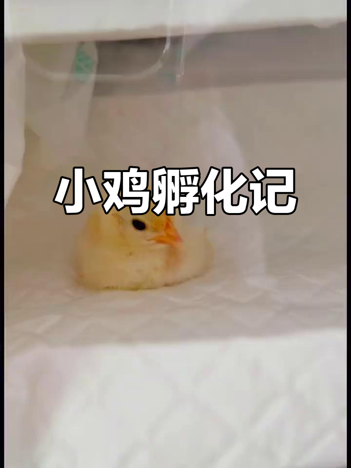 不断照料,赛拉玛小鸡终于破壳!