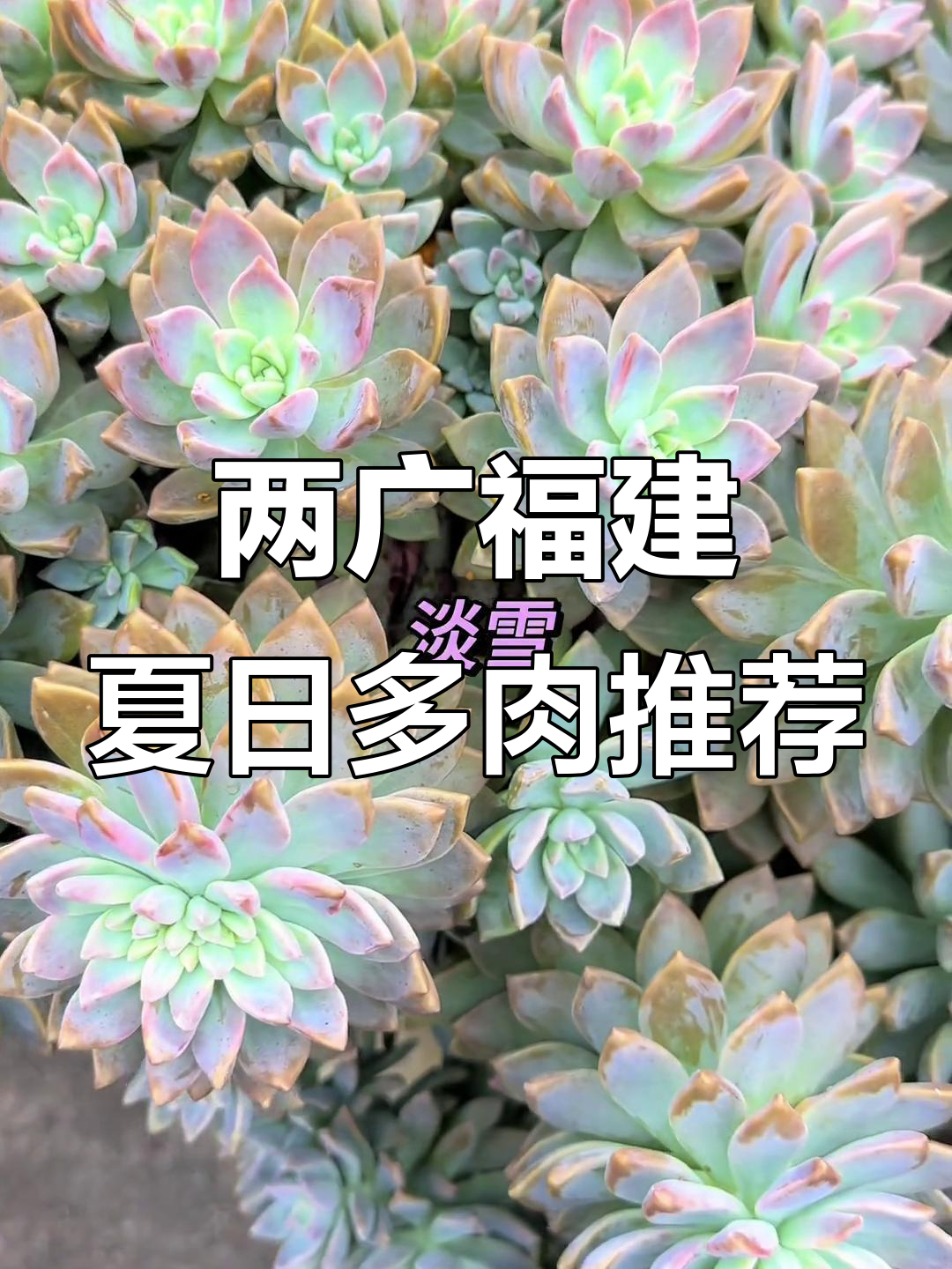 夏季两广福建最适宜露养的多肉植物推荐