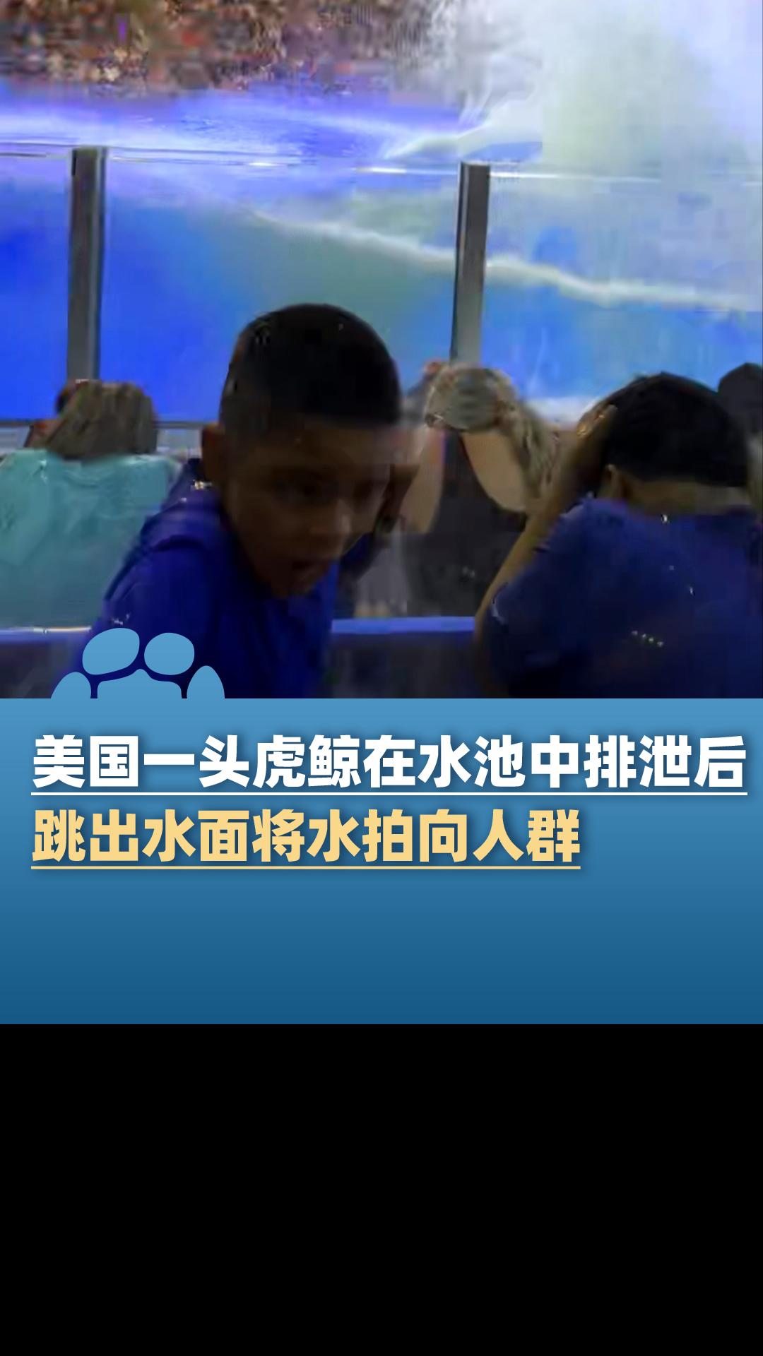 美国海洋公园一头虎鲸在水池中排泄后,跳出水面将水拍向人群