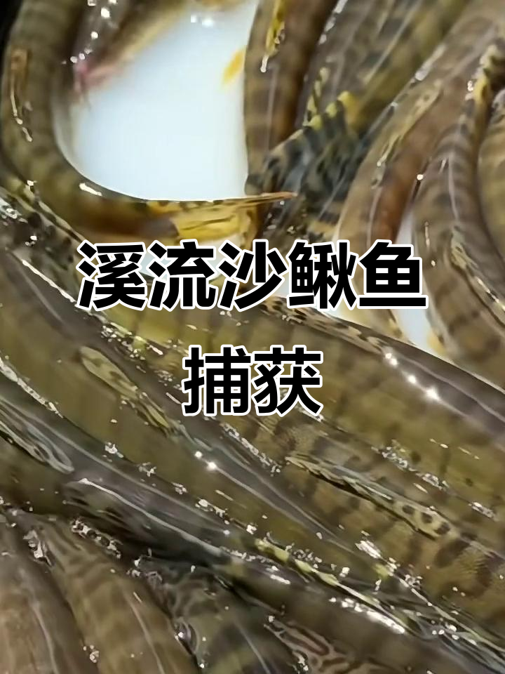 溪流沙鳅鱼大丰收,十来斤美味尽享