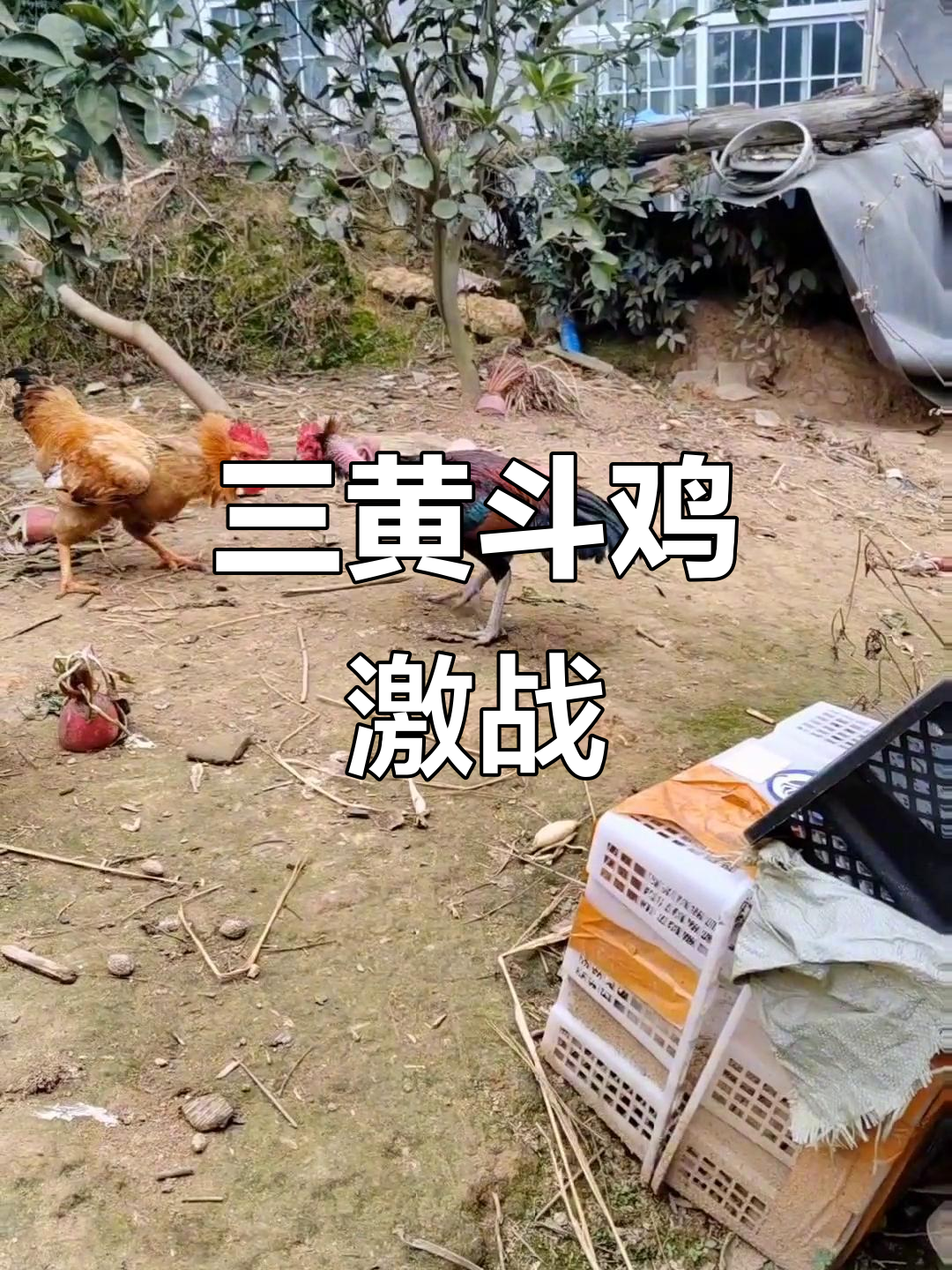 土杂打三黄斗鸡现场,激烈对决一触即发