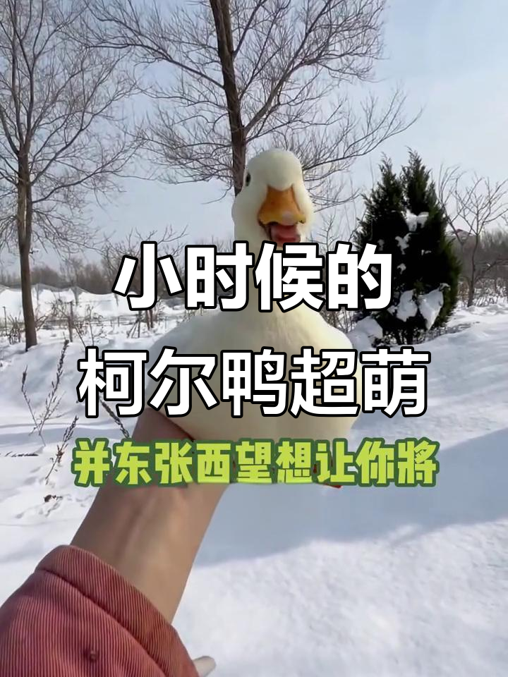 柯尔鸭从小粘人,长大后变“调皮”妈妈