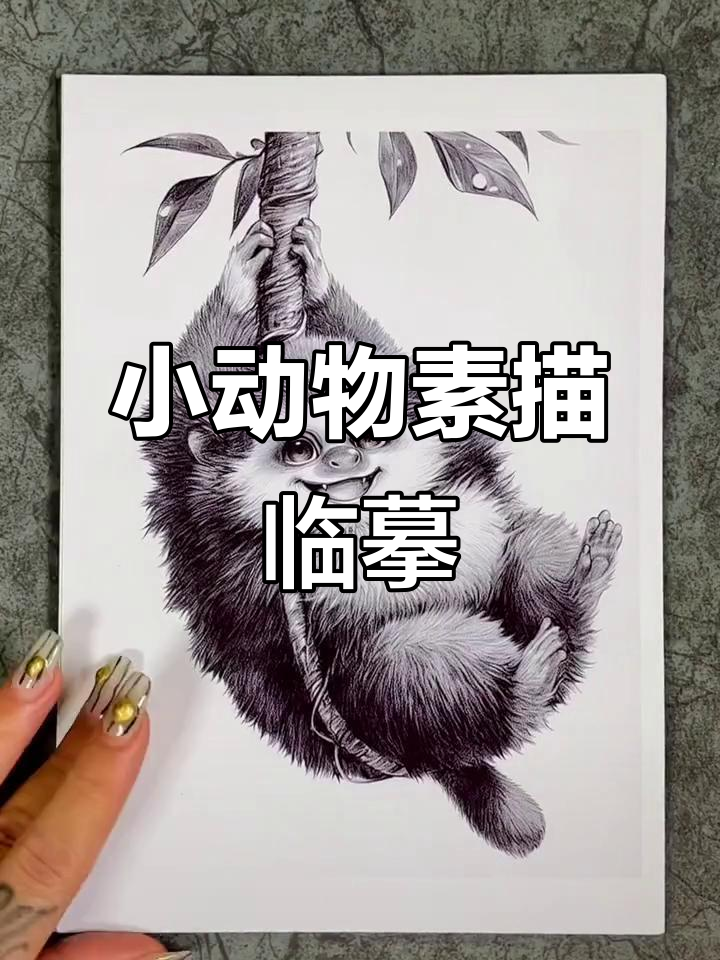 可爱动物素描临摹卡,轻松上手!