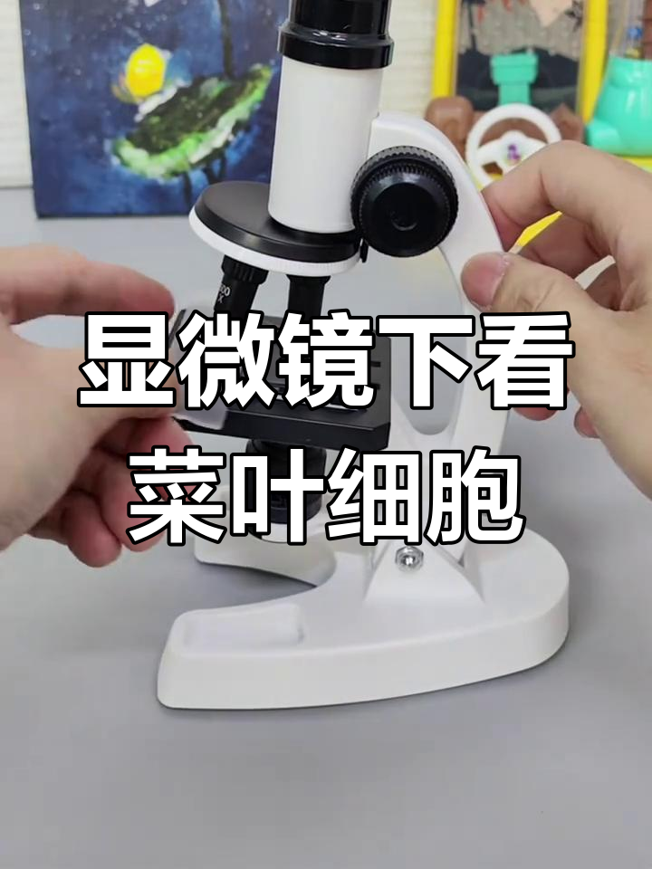 用显微镜观察白菜叶细胞,一步步教你制作标本