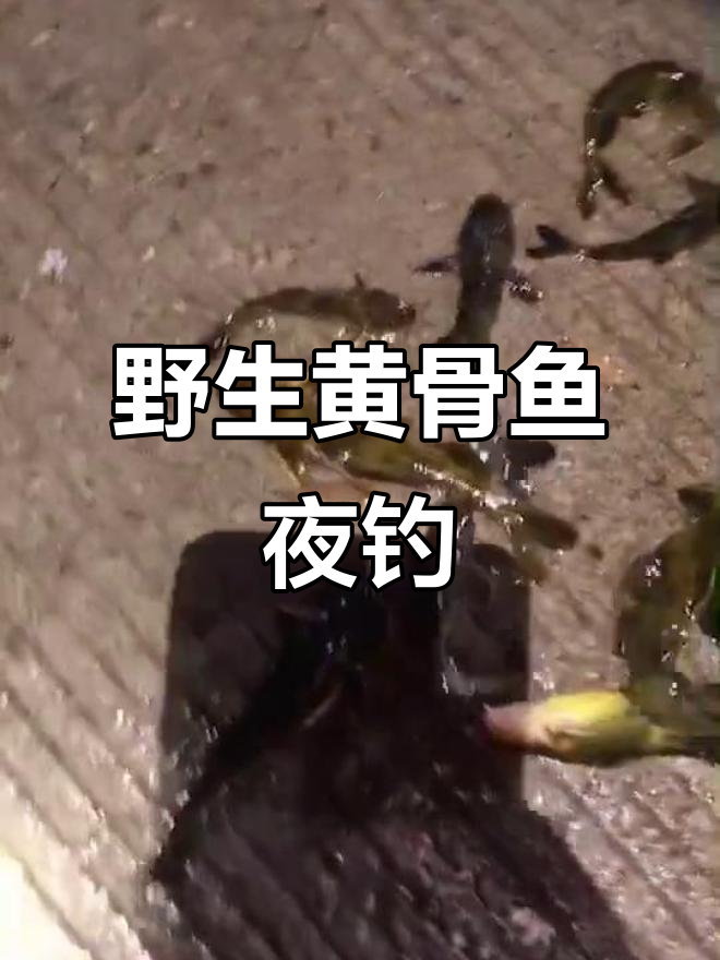 夜钓黄骨鱼,真实户外钓鱼体验