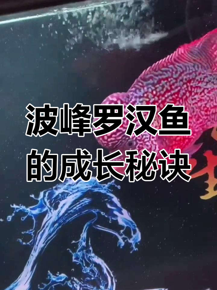 罗汉鱼饲养技巧:如何促进体型发育