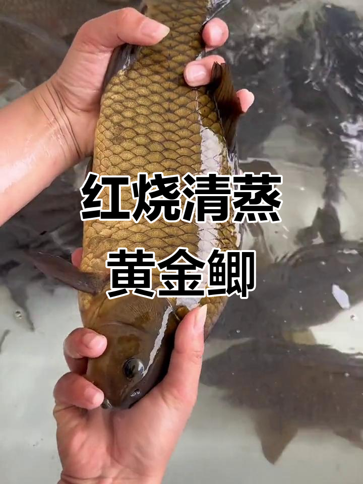 千岛湖黄金鲫鱼：红烧清蒸皆宜，鲜嫩美味不容错过