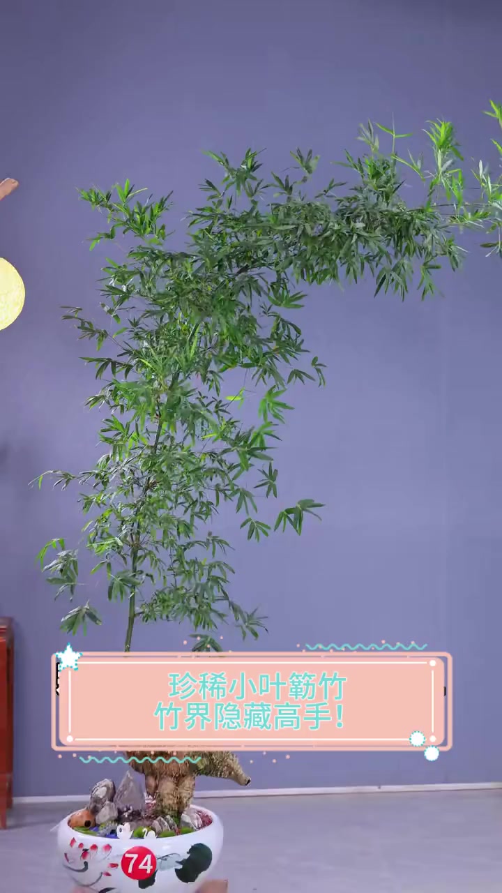 珍稀小叶簕竹,竹界隐藏高手!