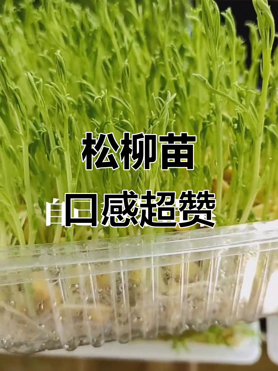 小盒松柳苗,十公分嫩香美味,水培蔬菜新选择