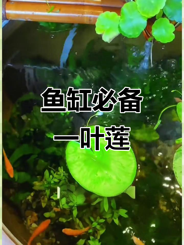 一叶莲:鱼缸里的天然净化器,轻松养水清鱼亮
