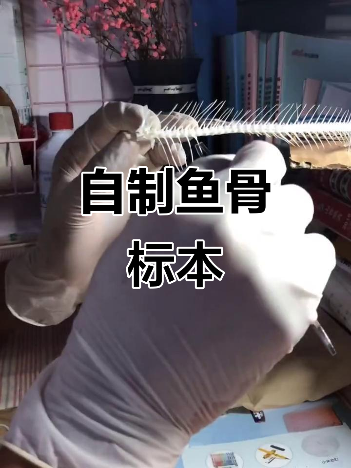 手工制作鱼骨标本,打造独特路亚翘嘴装饰