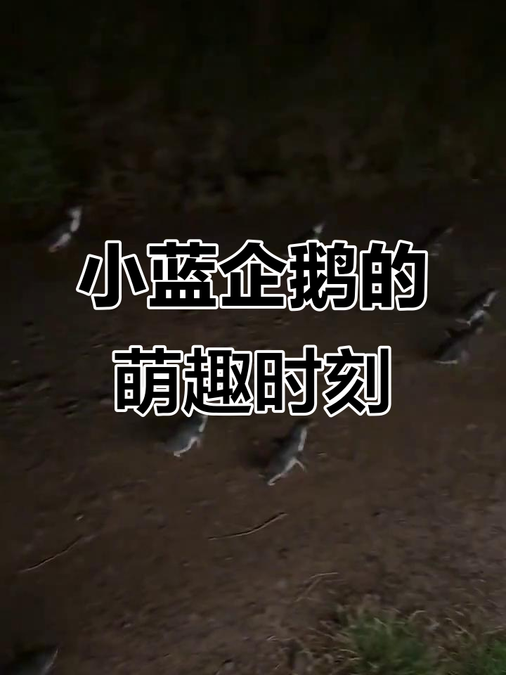 墨尔本小蓝企鹅宝宝萌态百出,超可爱!