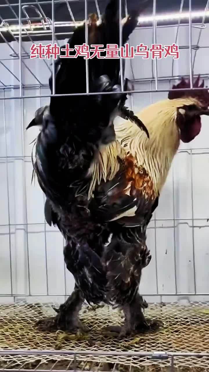 养殖 养鸡 鸡鸭鹅养殖 农村散养土鸡 无量山乌骨鸡