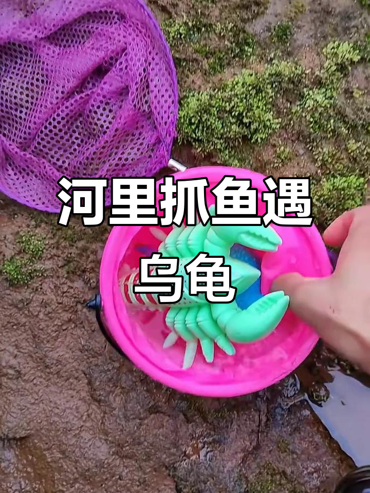 河边捞鱼虾,发现绿皮虾和卡通巴西龟