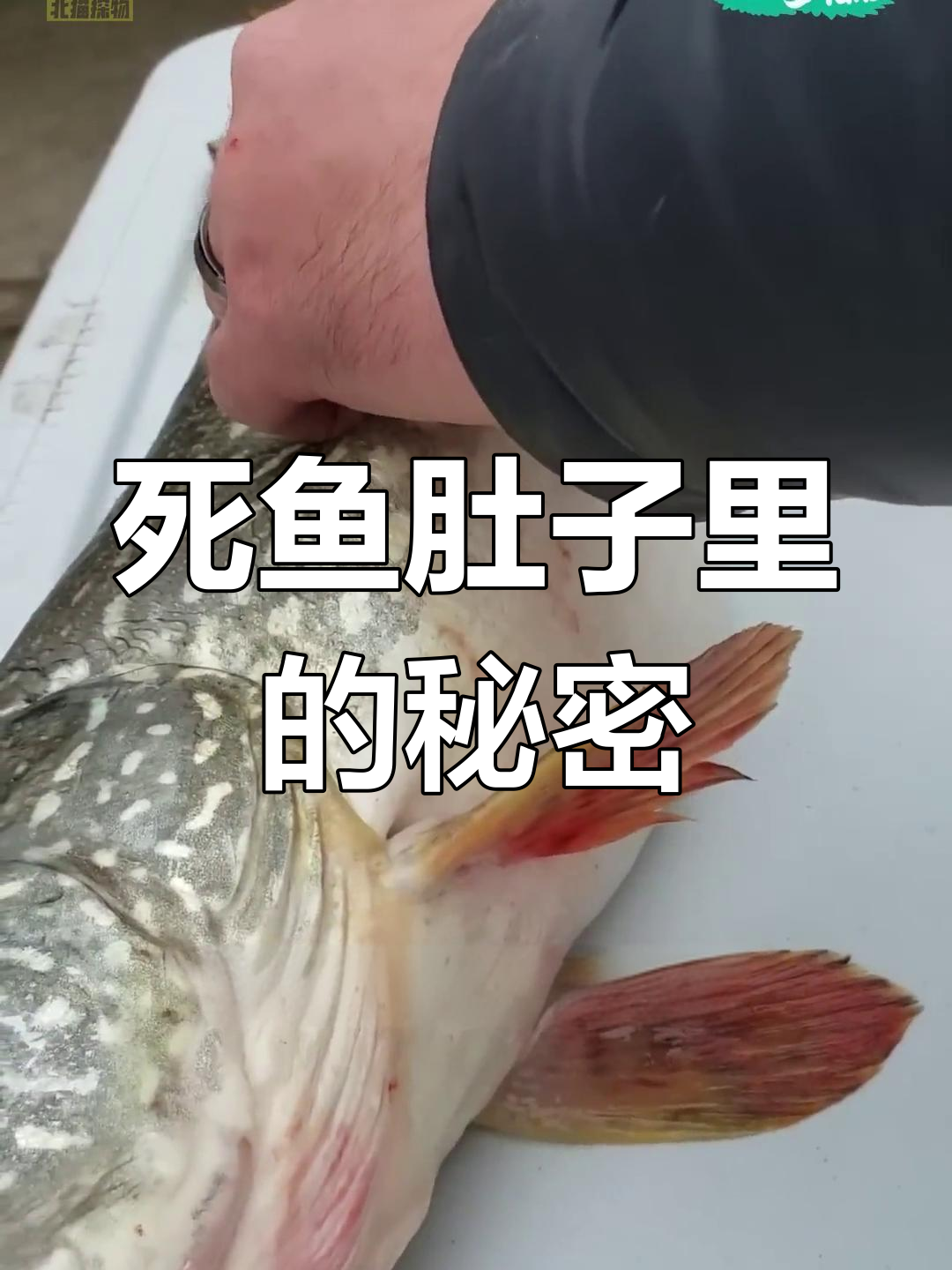 厨师解剖鱼肚,发现一条活小鱼!