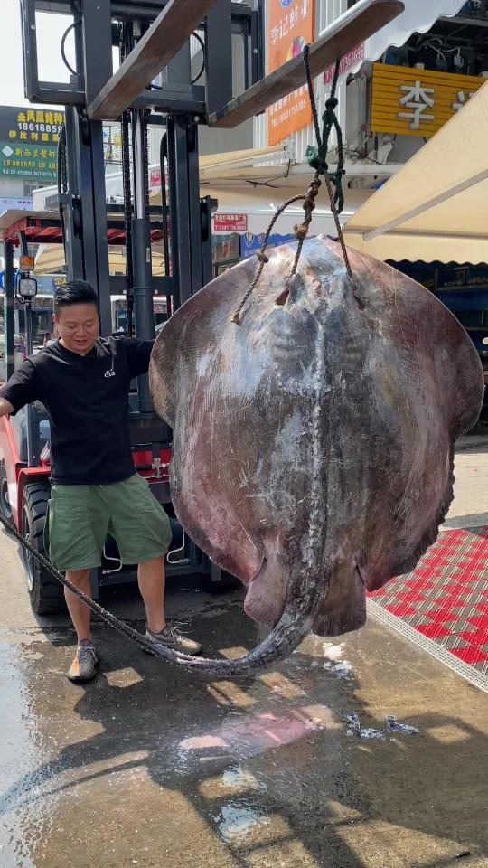 体长超三米,宽度一米八,四五百斤重的巨型魔鬼鱼!太夸张了,几十斤重的鱼肝做麻婆豆腐,鱼翅做