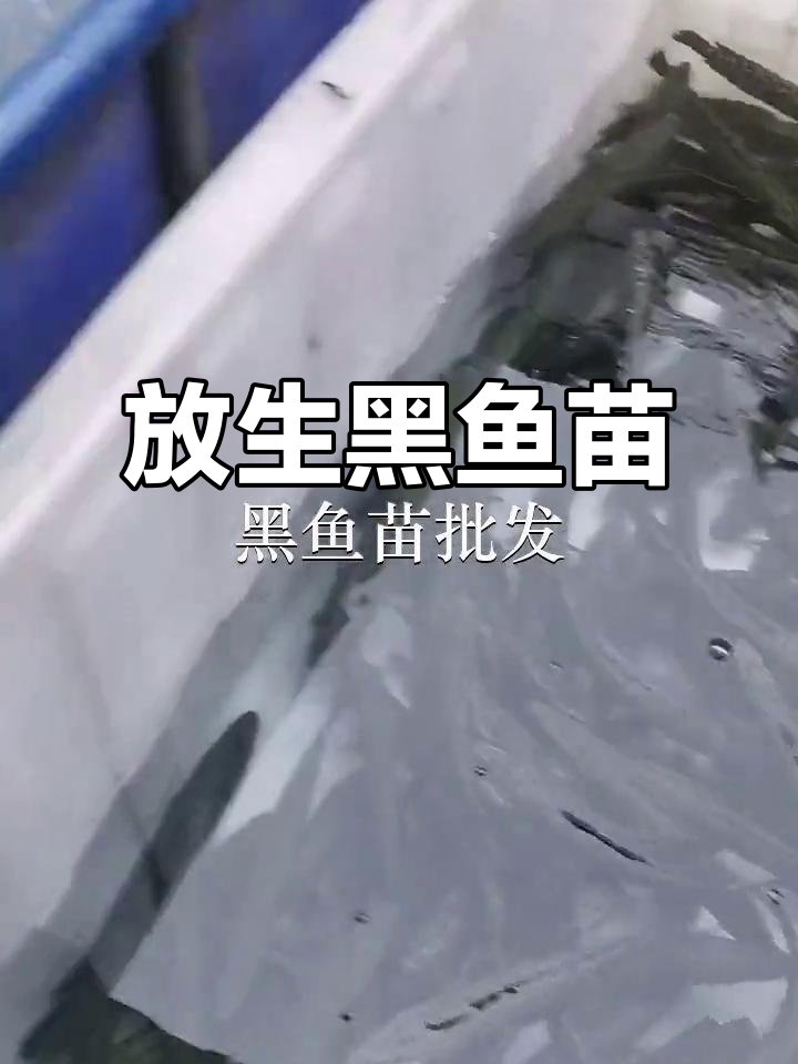 中山坦洲、深圳东晓与惠州湖鱼苗场,放生黑鱼苗助力生态