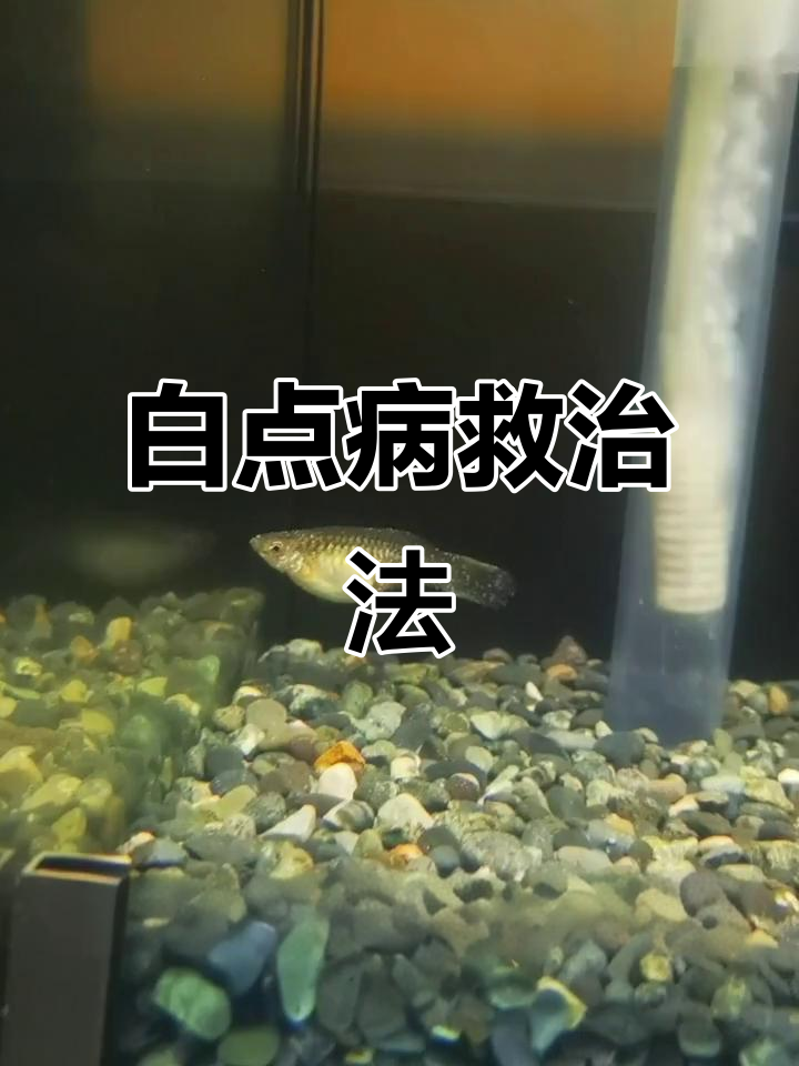 孔雀鱼白点病救活全攻略,升温加盐三天见效