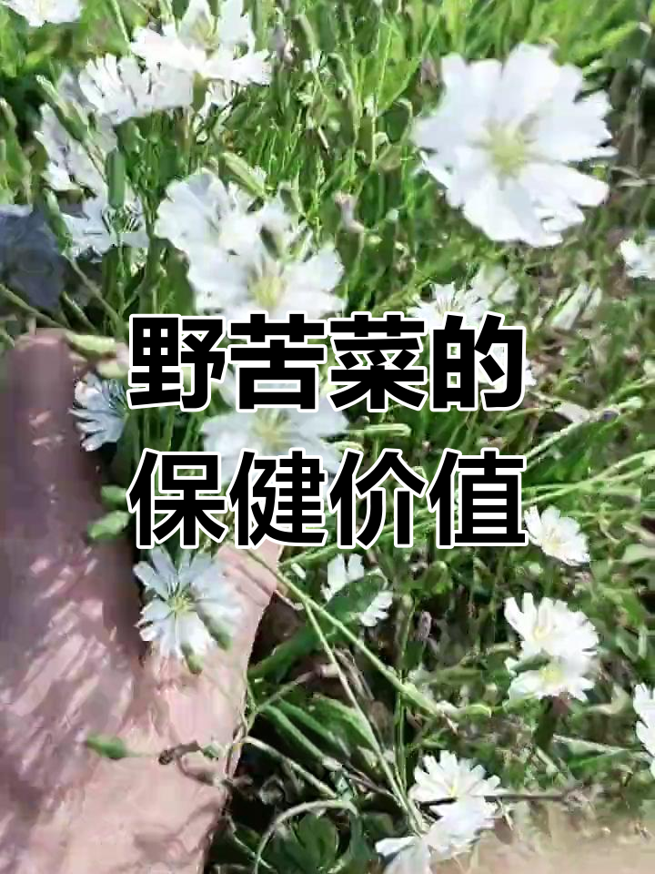 野生苦荬菜:败火草的神奇功效